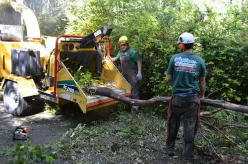 tree services San Lorenzo